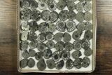 Lot: Cut & Polished, Pyrite Replaced Ammonite Pairs - Pieces #230339-1